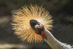 Grou Coroado 1 <em>(2234)</em>