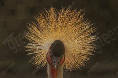 Grou Coroado 2 <em>(2235)</em>