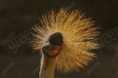 Grou Coroado 3 <em>(2236)</em>