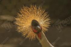 Grou Coroado 4 <em>(2237)</em>