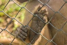 Macaco 32 <em>(2238)</em>