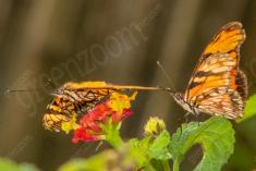 Borboleta 174 <em>(2239)</em>