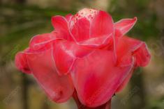 Flor 219 <em>(2240)</em>