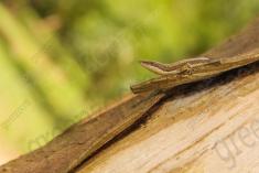 lagartixa 12 <em>(2241)</em>