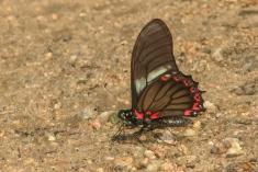 Borboleta 175 <em>(2242)</em>