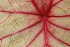 Abstrato 8 <em>(2243)</em>