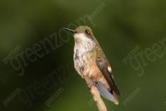 Beija Flor 59 <em>(2244)</em>