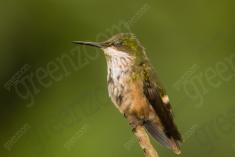 Beija Flor 52 <em>(2245)</em>