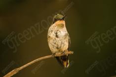 Beija Flor 60 <em>(2246)</em>