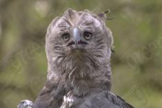 Harpia 5 <em>(2247)</em>