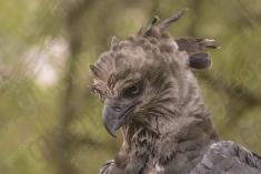 Harpia 6 <em>(2248)</em>