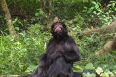 Macaco 33 <em>(2250)</em>