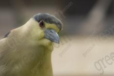 Socó 13 <em>(2251)</em>