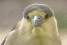 Socó 14 <em>(2252)</em>