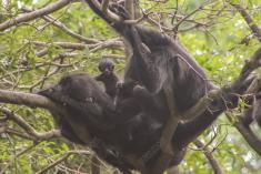 Macaco 35 <em>(2253)</em>