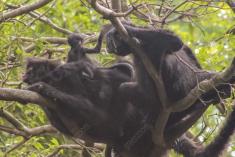 Macaco 36 <em>(2254)</em>