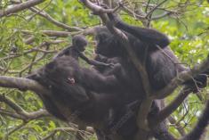 Macaco 37 <em>(2255)</em>