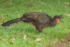 Jacu 7 <em>(2256)</em>