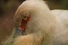 Cegonha Branca 7 <em>(2257)</em>