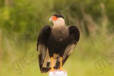 Gavião Carcará 2 <em>(2258)</em>