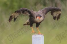 Gavião Carcará 1 <em>(2259)</em>