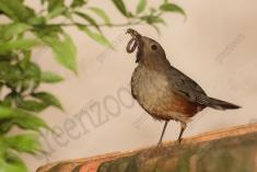 Sabiá laranjeira 5 <em>(2260)</em>