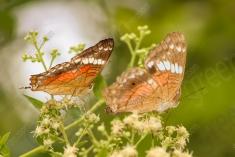 Borboleta 142 <em>(2261)</em>