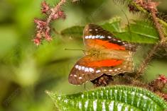 Borboleta 176 <em>(2262)</em>