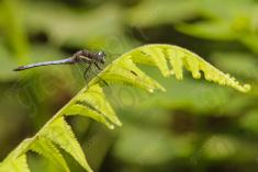 Libelula 74 <em>(2263)</em>