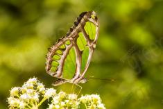 Borboleta 177 <em>(2264)</em>