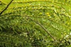 Bicho Pau 1 <em>(2265)</em>