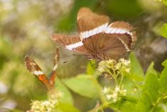 Borboleta 178 <em>(2266)</em>