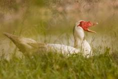 Pato 7 <em>(2267)</em>