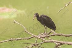 Coró Coró 7 <em>(2268)</em>