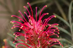 Flor 216 <em>(2269)</em>