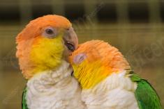 Periquito 4 <em>(2270)</em>