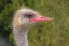 Ema 18 <em>(2271)</em>