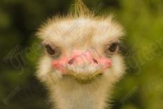 Ema 19 <em>(2272)</em>