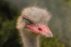 Ema 20 <em>(2273)</em>