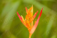 Flor 217 <em>(2274)</em>