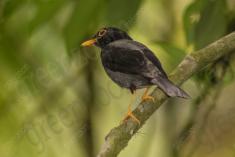 Sabiá Una 3 <em>(2275)</em>