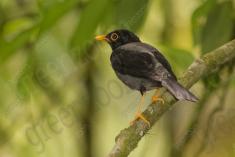 Sabiá Una 4 <em>(2276)</em>