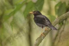 Sabiá Una 5 <em>(2277)</em>