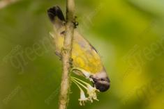 Cambacica 10 <em>(2278)</em>