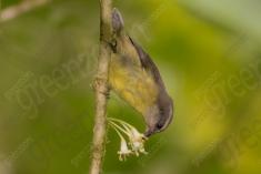 Cambacica 11 <em>(2279)</em>