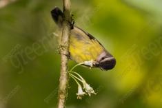 Cambacica 12 <em>(2280)</em>