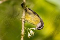 Cambacica 9 <em>(2281)</em>