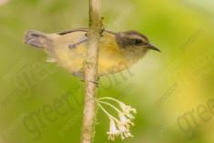 Cambacica 13 <em>(2282)</em>