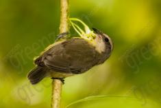 cambacica 14 <em>(2283)</em>