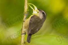 Cambacica 15 <em>(2284)</em>